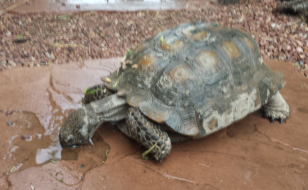 Tortoise Out In The Rain?