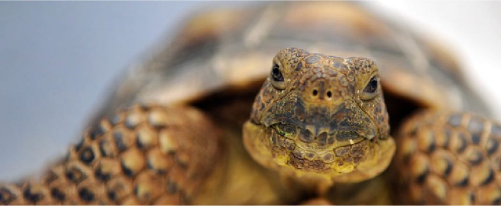 Captive Mojave Desert Tortoises and the Overpopulation Problem