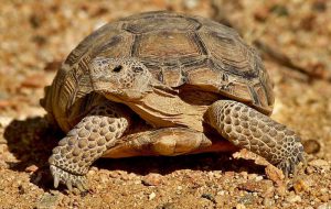 Tortoise Group – Tortoise Group