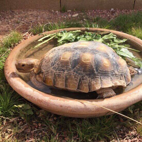 Desert-Tortoise-Laws-Section-Image