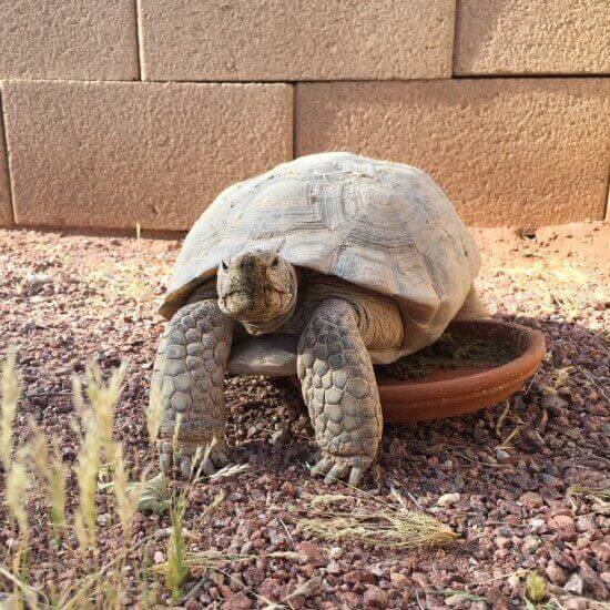 Desert-Tortoise-Lost-and-Found-Section-Image-1