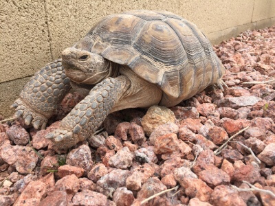 I-want-a-tortoise