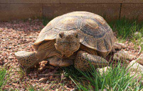 Protecting-Desert-Tortoises-Image-2