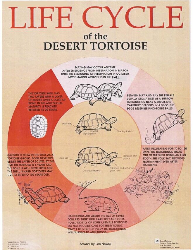 life-cycle-desert-tortoise